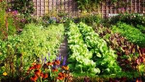 5 gyors tipp a kertedhez, mellyel pénzt takaríthatsz meg