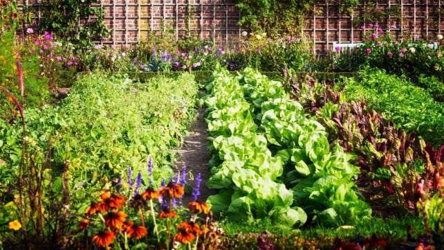 5 gyors tipp a kertedhez, mellyel pénzt takaríthatsz meg