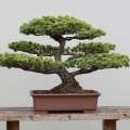 Bonsai