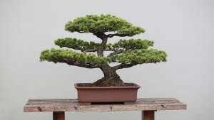 Bonsai