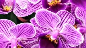 Orchidea virágok